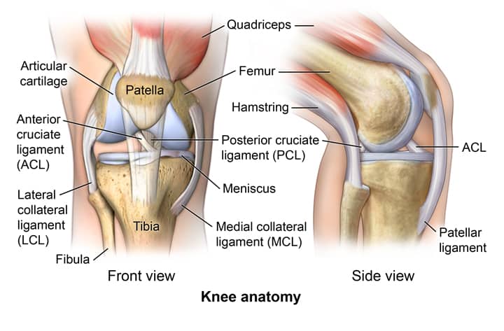 Knee anatomy | Active Therapy Clinic | North Vancouver